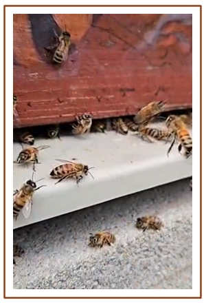 La vie dans la ruche